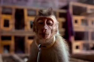 Warren Ellis inaugura oficialmente su santuario de animales