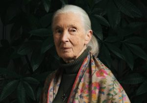 From Stevie Nicks to the revolt: goodbye to Jane Goodall